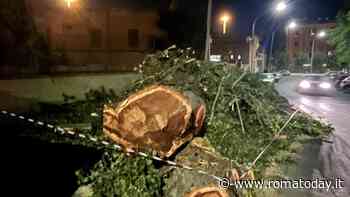 Diciassette alberi abbattuti nel III municipio. Addio a pini, platani e robinie