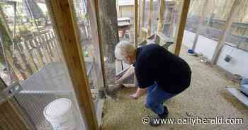 Chicken therapy? Naperville couple's neighbors balking over nonprofit