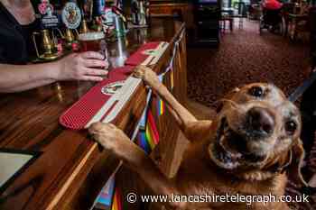 The Bellflower in Preston offers dogs two menus and sticks
