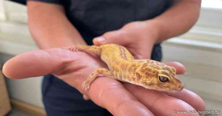 Leopardgecko «Harald» verstärkt Polizeiinspektion