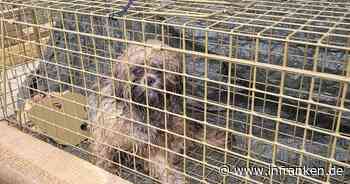 Ausgesetzte Hunde in Franken: Tierheim Kulmbach setzt Belohnung aus - "große Befürchtung"