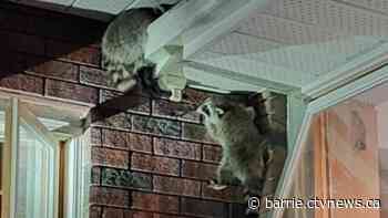 Midnight Midland attempted break-in halted in its tracks