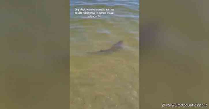 Squalo nuota nel mare dei lidi ferraresi: fuggi fuggi in spiaggia ma è una specie innocua
