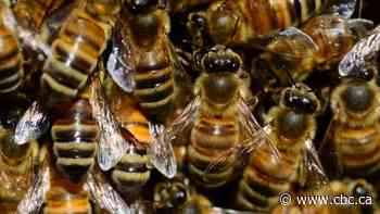 Beekeepers hardly buzzing about money for resilient hives