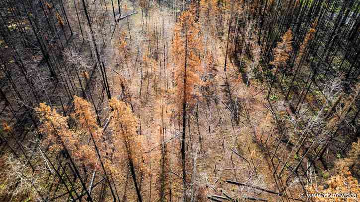 Canadian Armed Forces deployed to fight wildfires