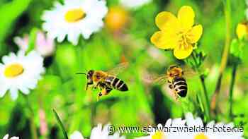 Insekten in Mötzingen und Jettingen: Projekt bildet auch den Nachwuchs