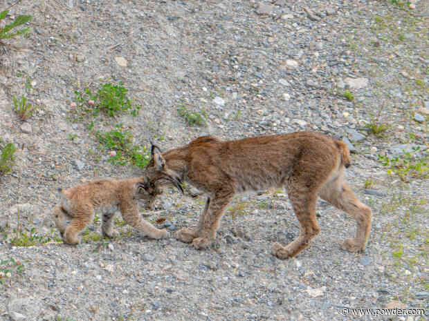 Lynx Kittens Spotted At Canadian Ski Resort
