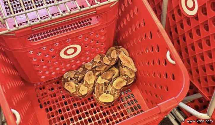6-foot long boa constrictor found in Target shopping cart
