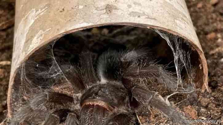 Border officers at Edmonton airport find tarantulas in plastic container, toy plane