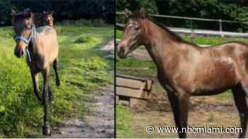 Manhunt after Southwest Ranches horses were stolen and possibly butchered
