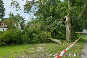 Herford: Baumbruch schreckt Anwohner auf