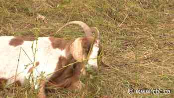 Herd of goats safely keeping Regina weed-free