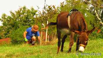 Helfen auf der Trüperwiese oder im Jenaer Tierheim