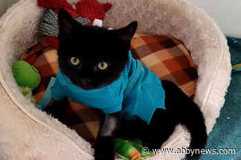 Alone, severely hurt kitten rescued by Good Samaritan in Quesnel