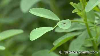 'It takes just one': West Nile virus survivor shares warning to other Coloradans