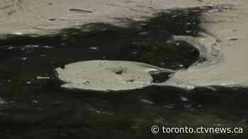 'Very concerned': Wildlife group says ducks and fish dying in wake of runoff from fire at Etobicoke chemical company