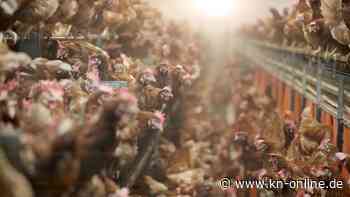 Schweden: 340.000 Hühner sollen nach Salmonellen-Fund getötet werden