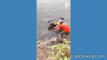 WATCH:  Horse rescued after falling into California river