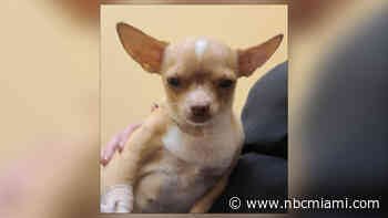 Licensed Florida groomer posing as vet performed surgery on dog that later died: Officials