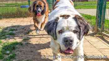 Amouk und Bonny aus Salzgitter suchen ein neues Zuhause