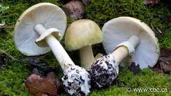 British Columbians warned to watch out for poisonous death cap mushrooms