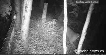 Cougar warnings issued for Cochrane, Kananaskis Country following multiple sightings