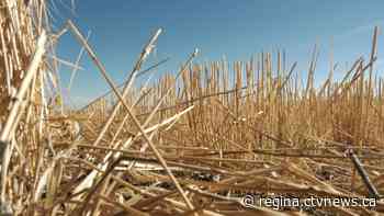 Harvest in Saskatchewan beginning ahead of schedule