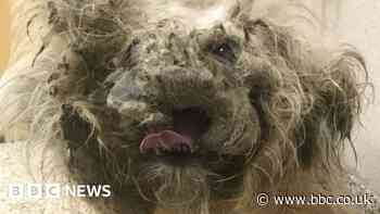 Abandoned blind and deaf dog's recovery a miracle, new owner says