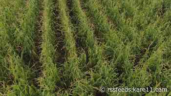 Recent storms bring setbacks for some Minnesota farmers, hope for others