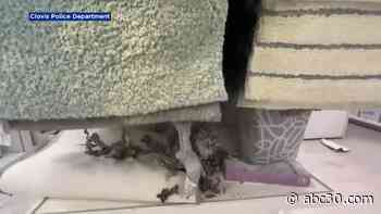 Suspects start fire while shoplifting in Clovis store, police say