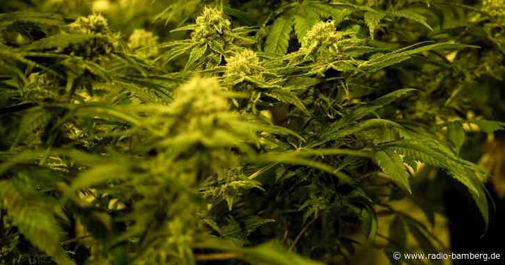Cannabis-Legalisierung – sinnvoll oder gefährlich? 