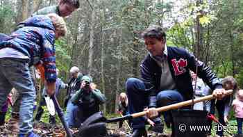 Ottawa using 'creative accounting' on its 2 billion tree pledge, environmental watchdog says