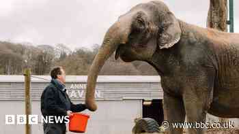 Longleat Safari Park osteopath helps develop Asian elephant care