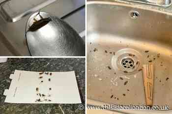 Woman slams landlord over Hackney estate cockroach problem