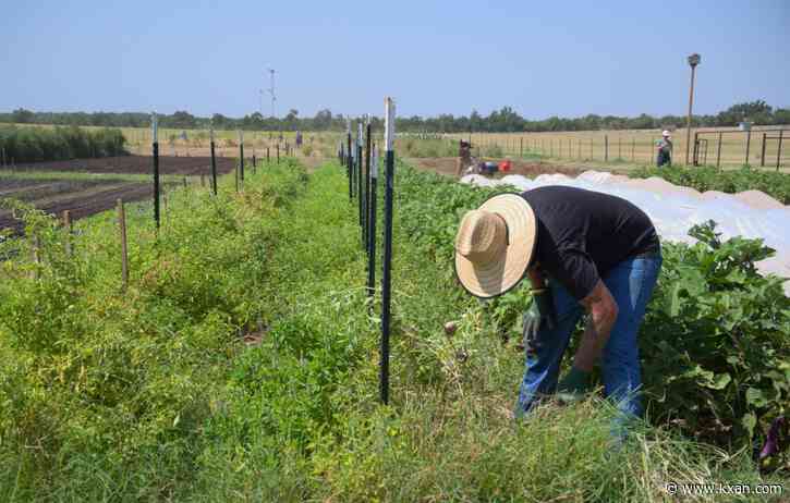 How a son's journey with addiction inspired a Texas farm's recovery program