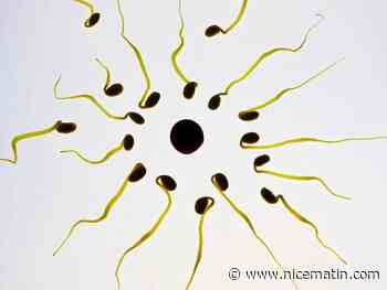 Pipette et petites annonces: le parcours parallèle des dons de sperme "artisanaux"