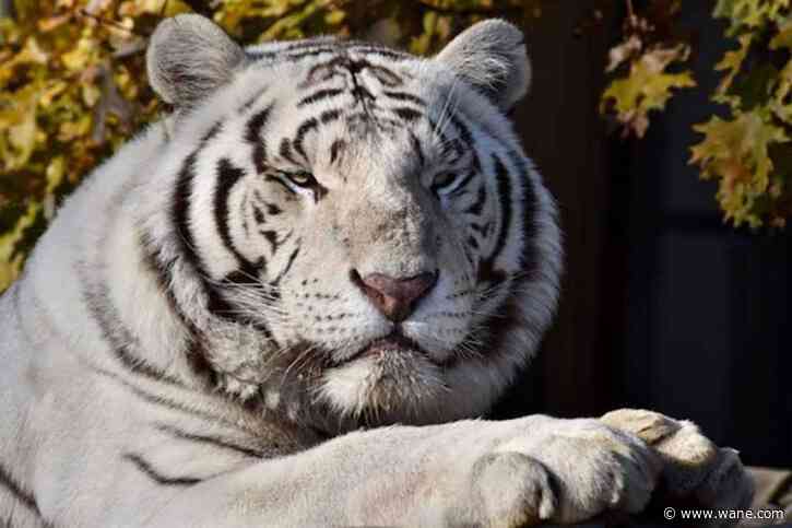 Albion restaurant raising money for blind Black Pine tiger