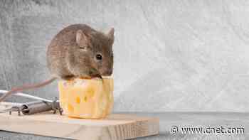 I Tried 5 Ways to Get Rid of Mice. You Won't Believe Which One Worked Best     - CNET