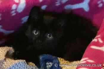 Kitten rescued from certain death after getting head stuck in mayonnaise jar in Northumberland