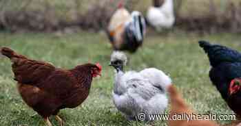 Why signs won't be needed for chicken-license applicants in Mundelein
