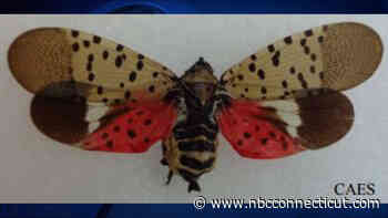 Watch out for invasive spotted lanternflies hitching a ride on cars