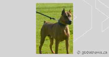 Woman requires surgery after dog attack in northeast Edmonton: police