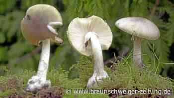 Mysteriöser Fall: Australierin serviert Gästen den Tod