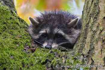 So erlebte der Hundehalter (52) den Waschbär-Angriff in Bünde