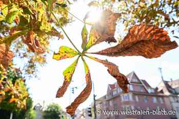 Gießen von Stadtbäumen nicht überall erwünscht