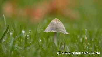 Gesunder Rasen trotz feuchtem Sommer: Pilze bekämpfen