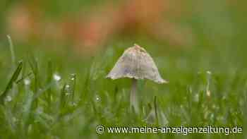 Gesunder Rasen trotz feuchtem Sommer: Pilze bekämpfen
