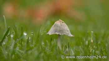 Gesunder Rasen trotz feuchtem Sommer: Pilze bekämpfen