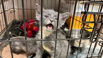 Surge in pet surrenders straining Alberta's shelter capacity