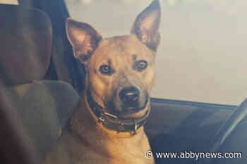 Dog locked in Mission vehicle during heat wave